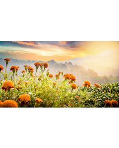 Downloadable teszt termék